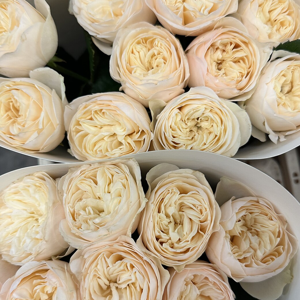 Cream garden rose with a rosette-shaped bloom