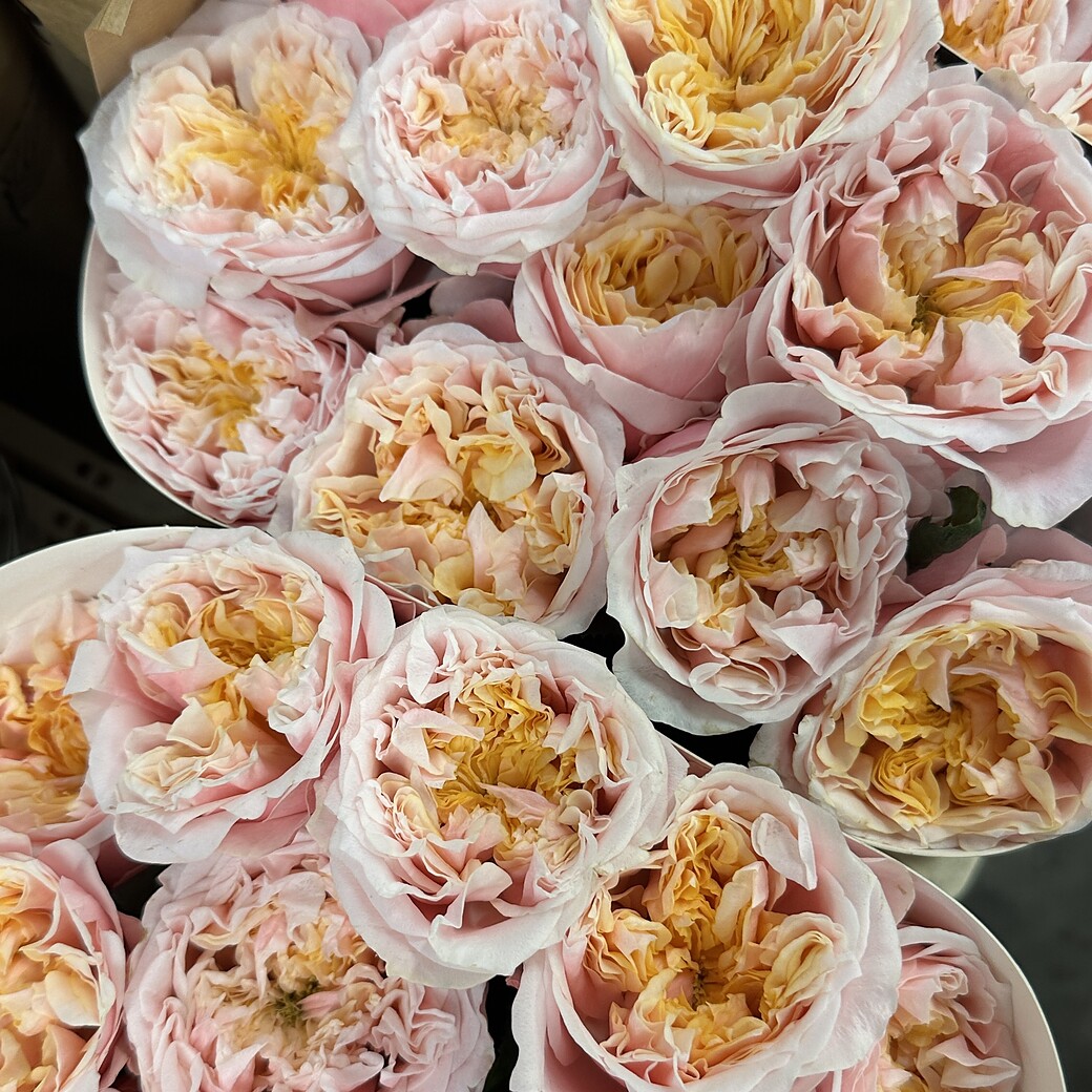 Pink garden rose with an open apricot centre