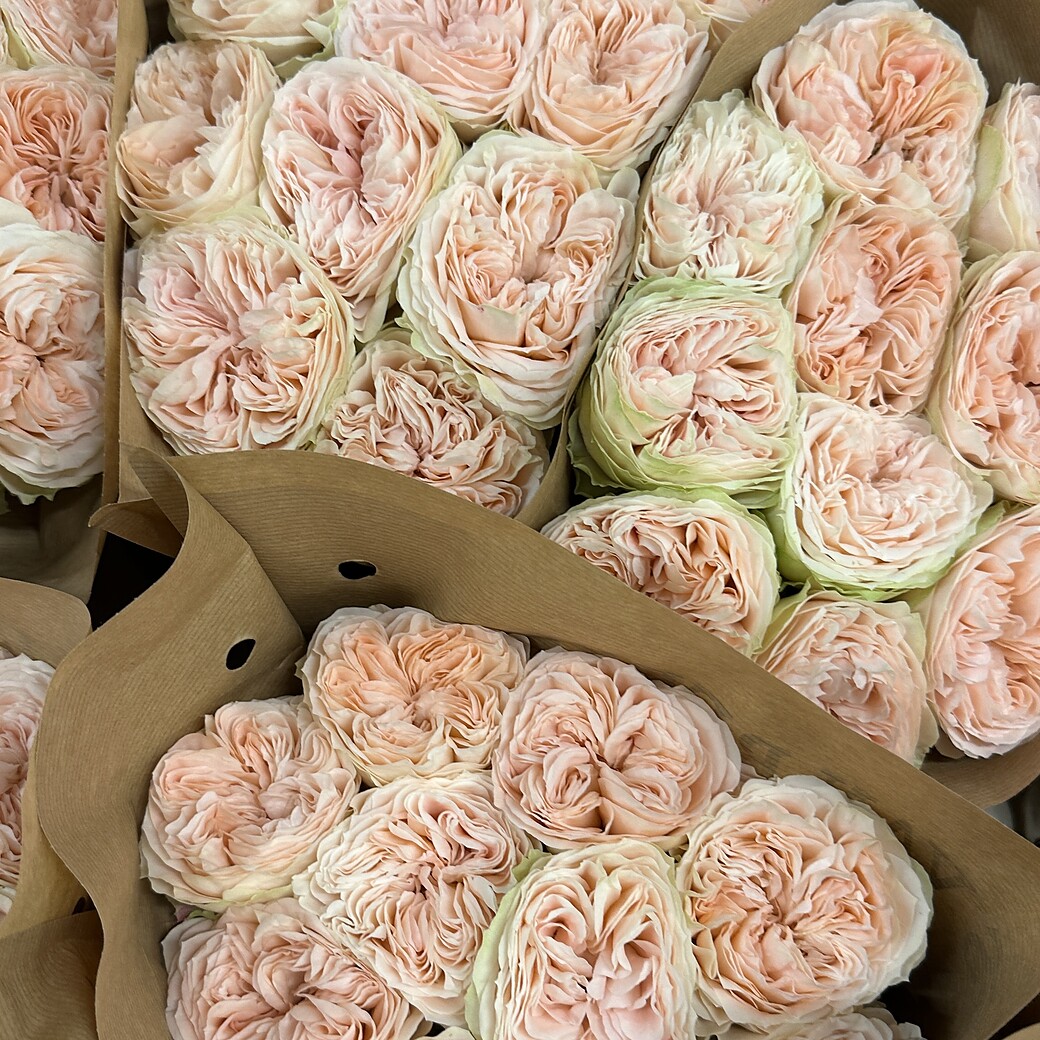 Light pink garden rose with greenish outer petals