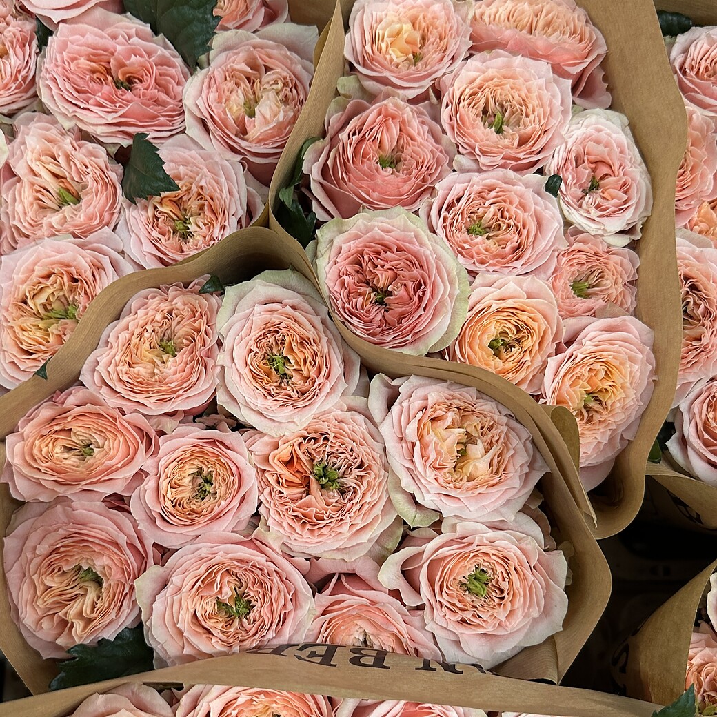 Pink and peach garden rose with a densely filled bloom