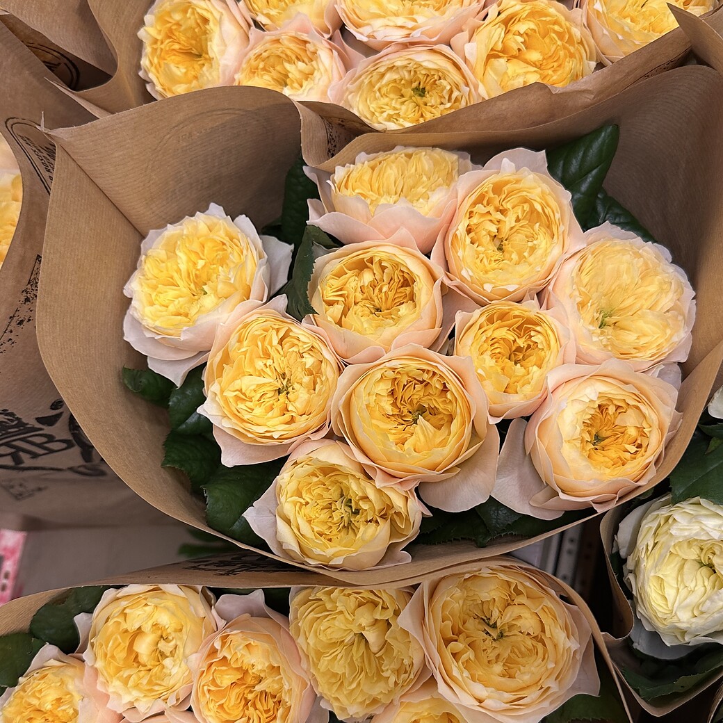 Golden yellow garden rose with a full bloom