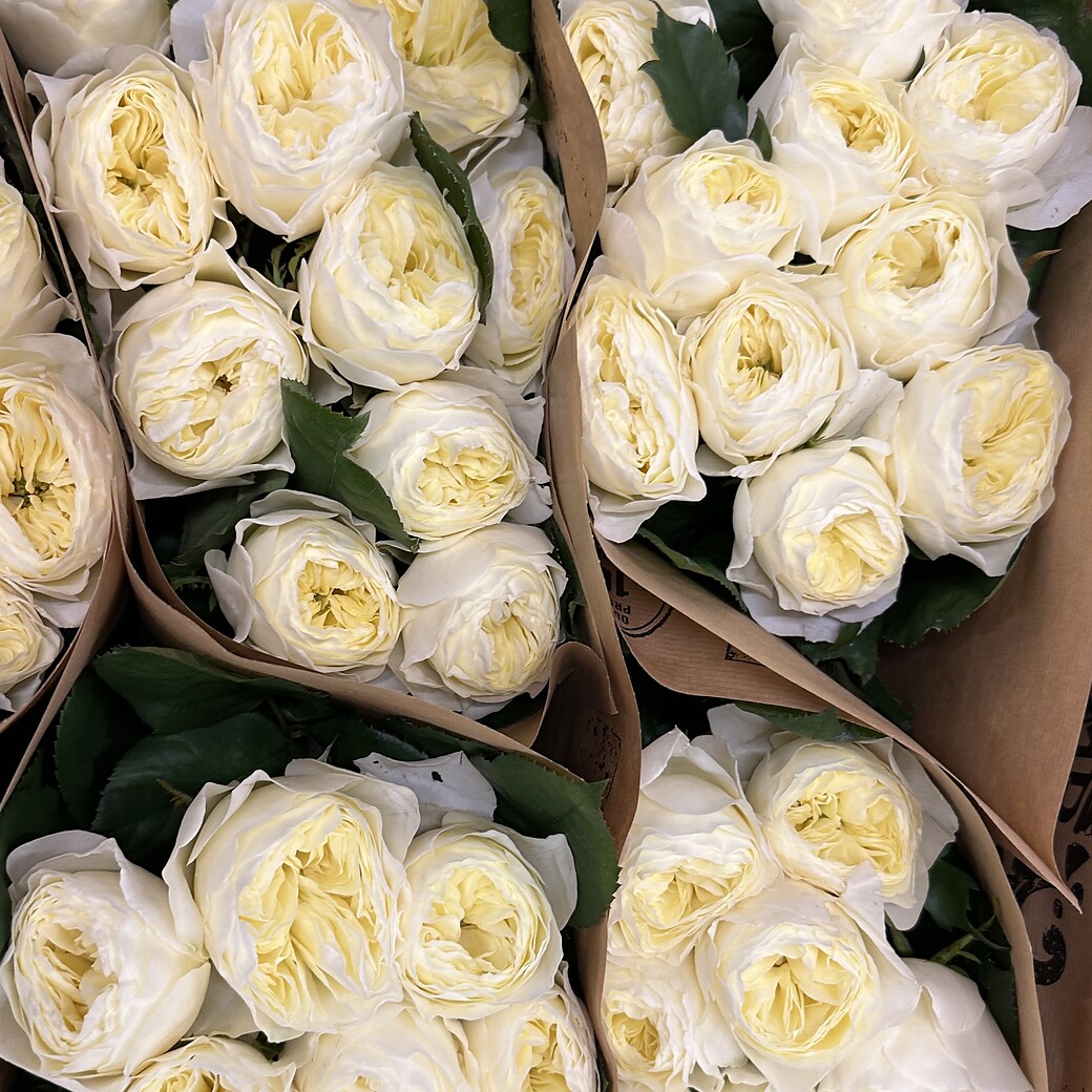 White garden rose with a cream centre