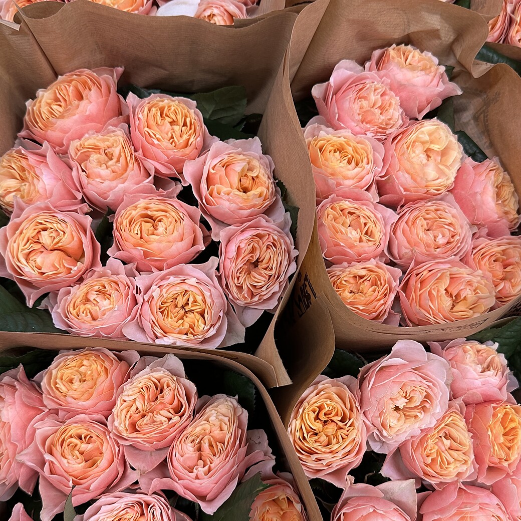 Salmon pink garden rose