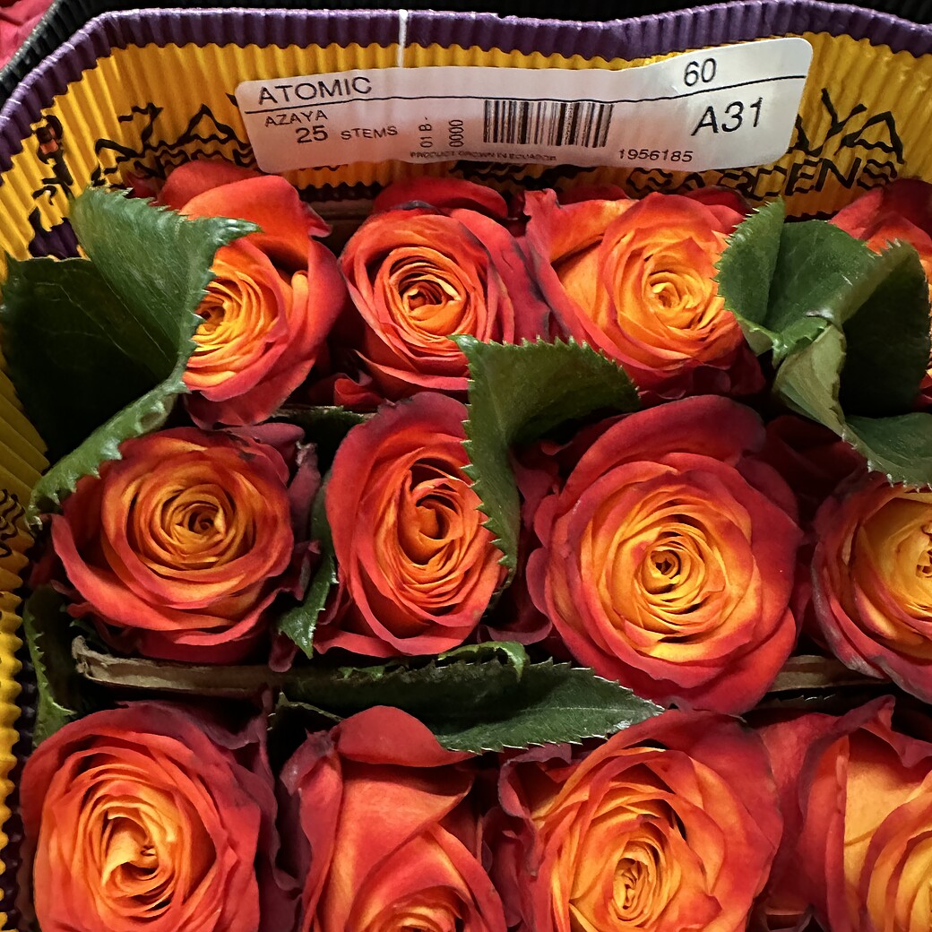 Atomic oranžas divkrāsainas rozes kastē