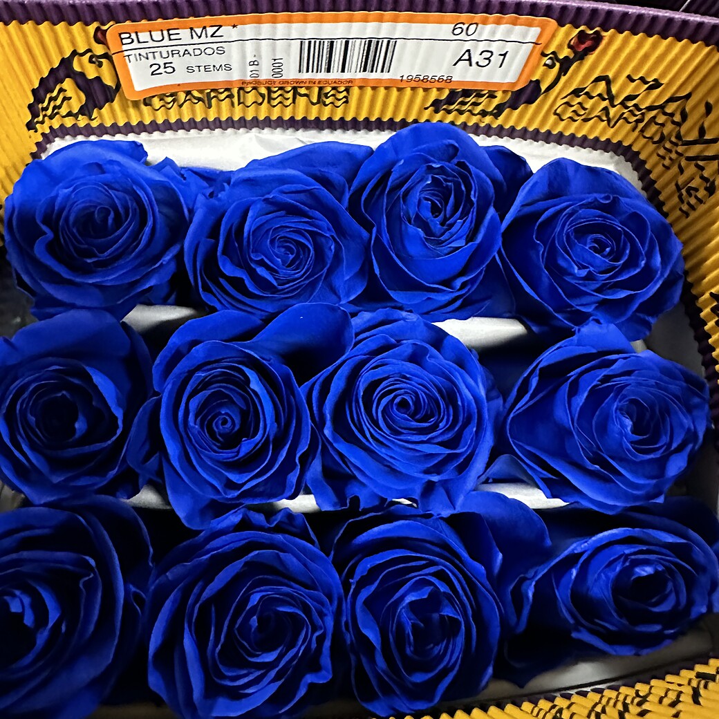 Krāsotas zilas rozes Blue MZ kastē ar etiķeti tinturados