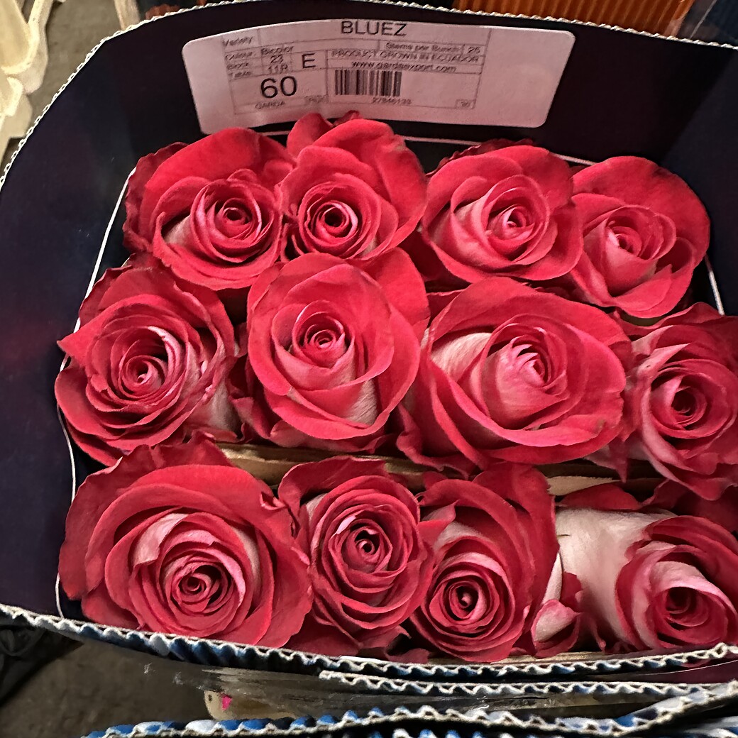 Bluez aveņu rozā rozes kastē