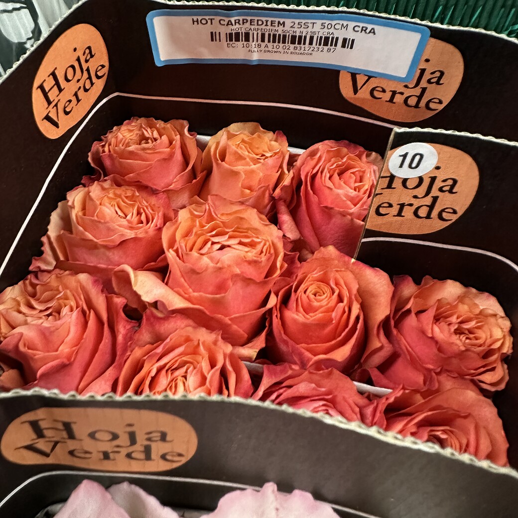 Hot Carpediem koraļļu krāsas rozes kastē