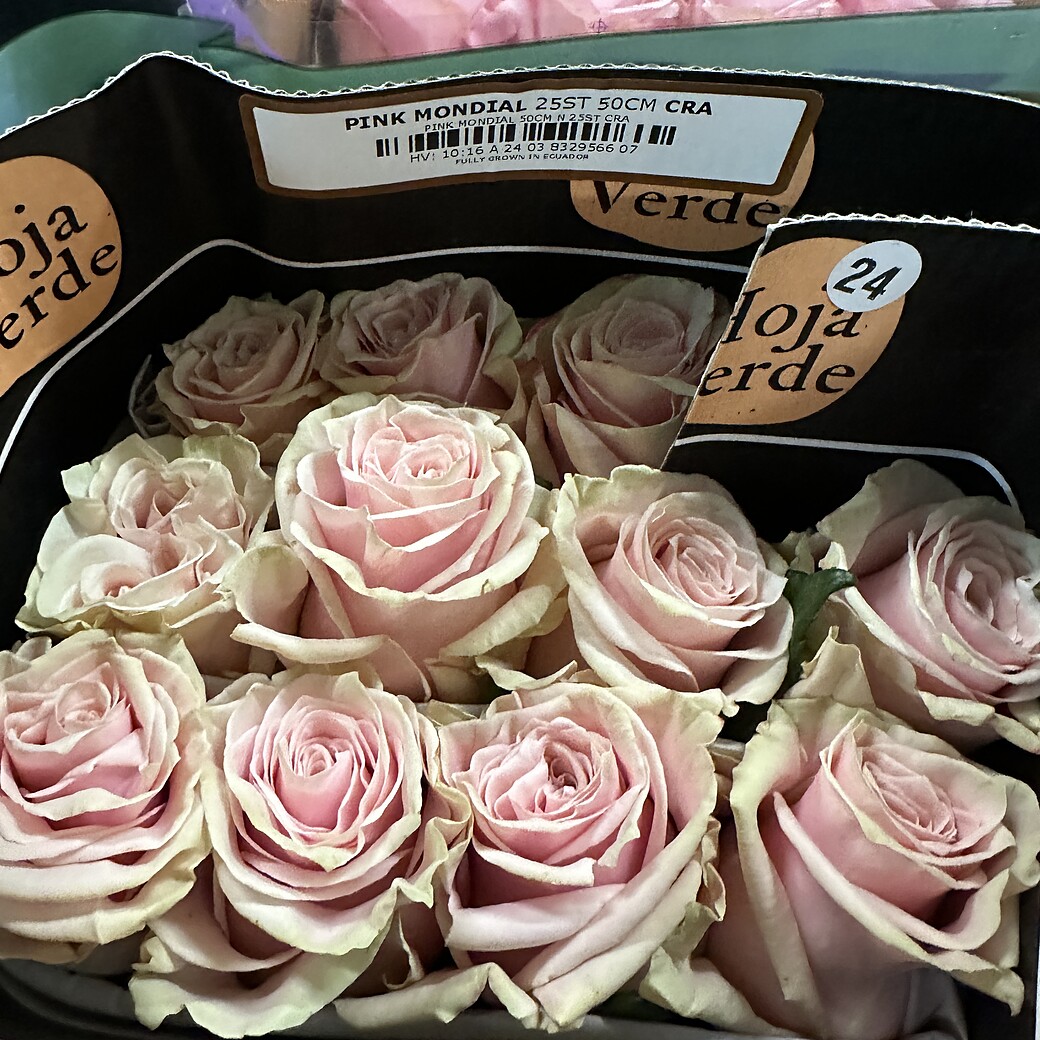 Pink Mondial rozes kastē ar Hoja Verde etiķeti, 25 kāti 50 cm