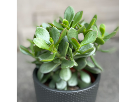 Naudas Koks( crassula) - Simbolika, Kop&scaron;ana un Vēsture