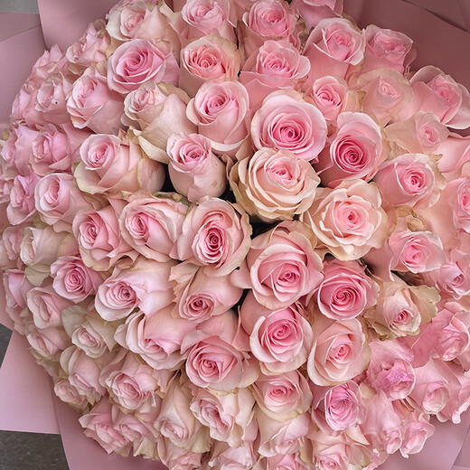 101 rozā roze
