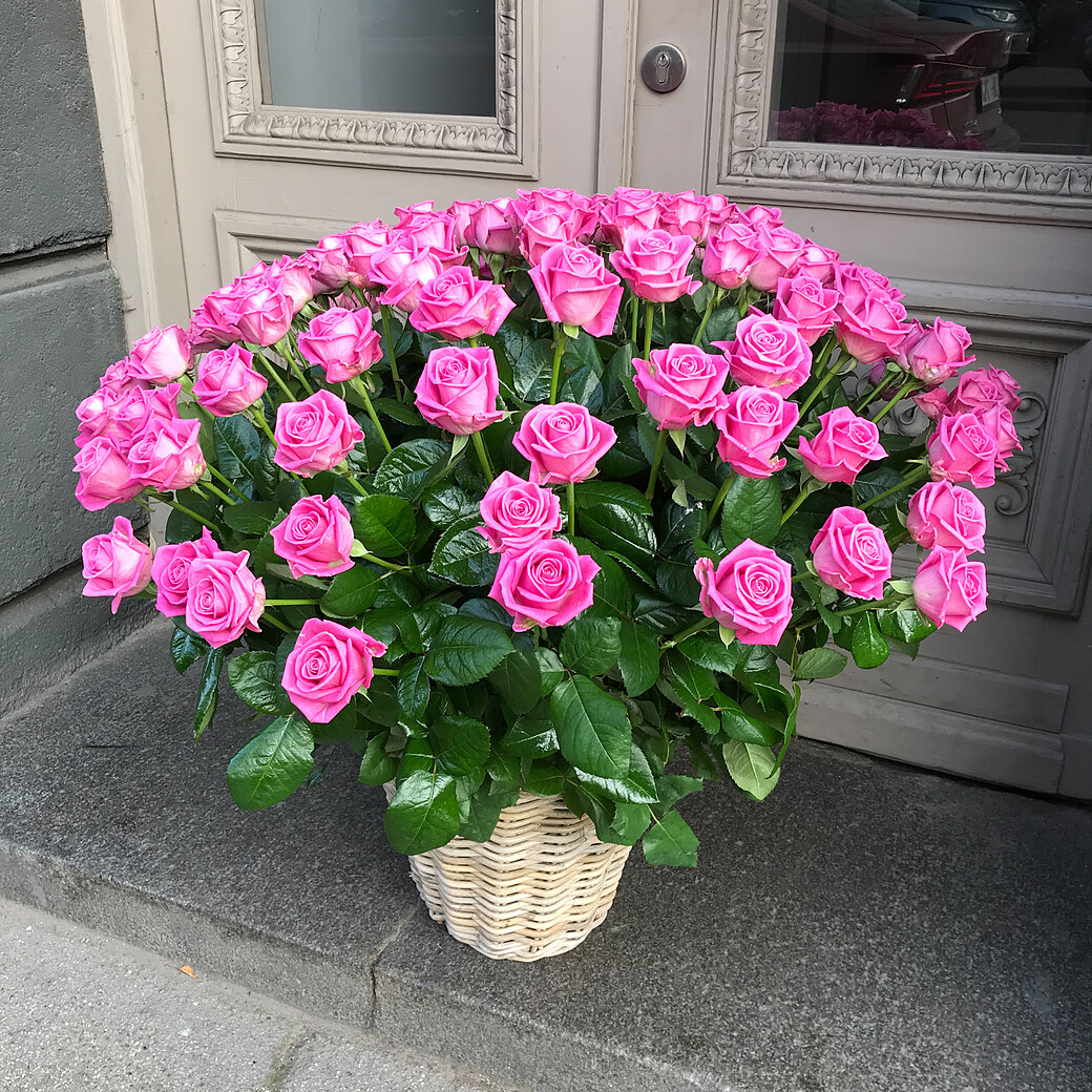 101 rozā roze grozā