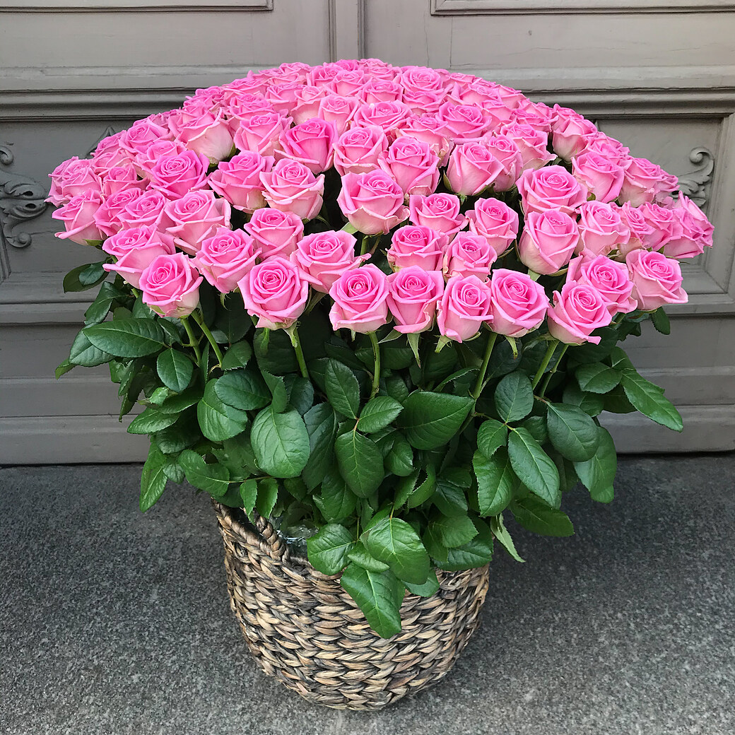 101 rozā roze grozā