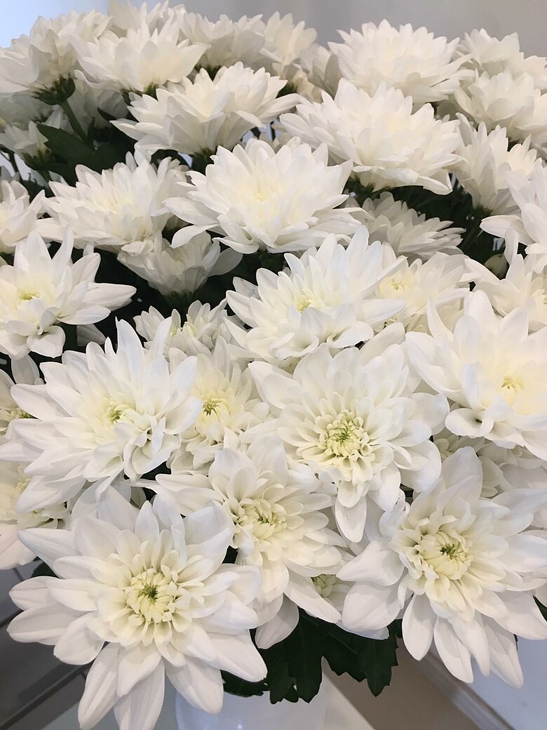 White chrysanthemum
