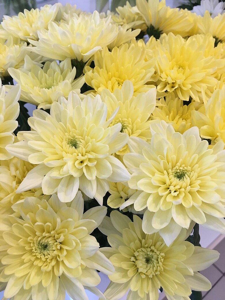 Yellow chrysanthemum