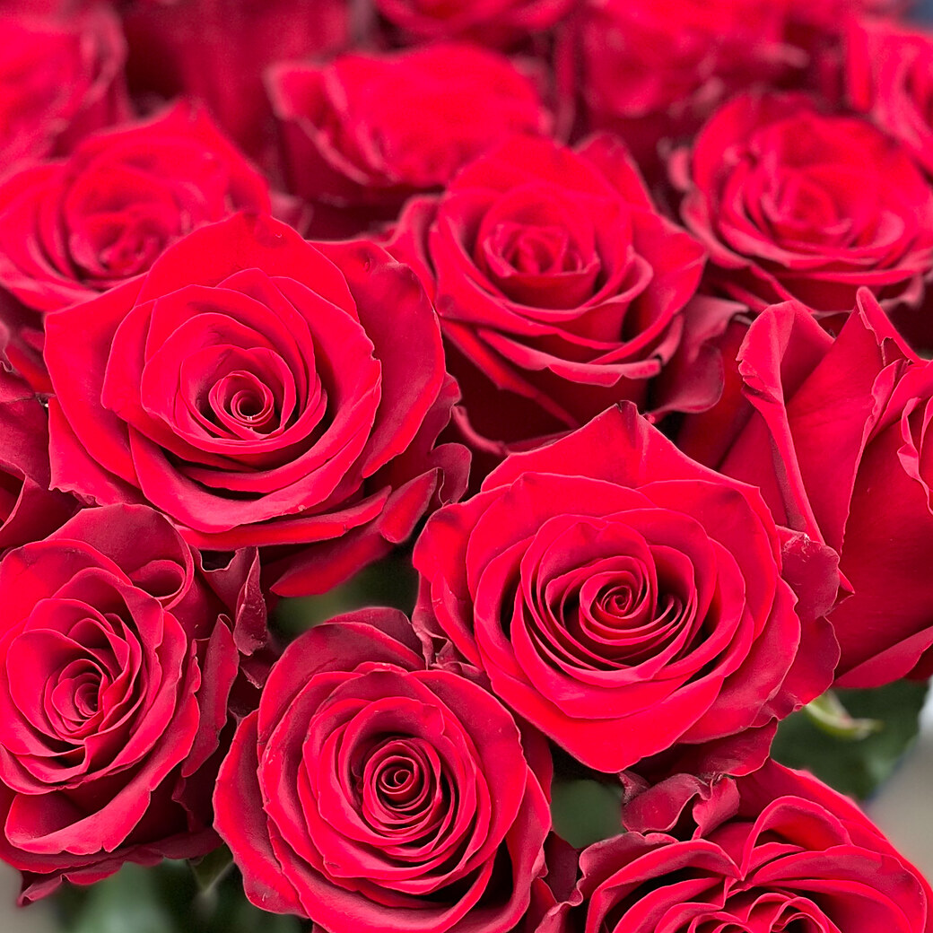 Red roses I love You