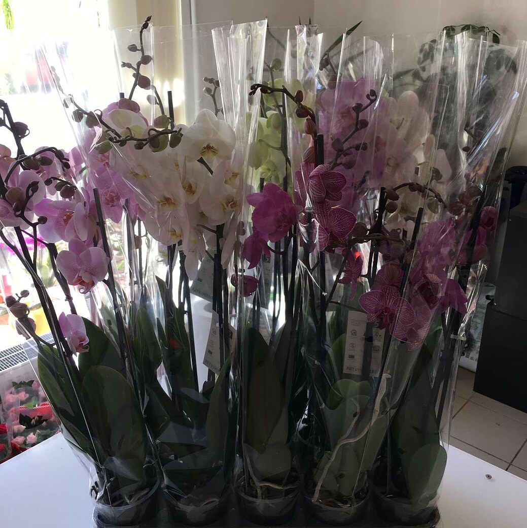 Orchid in decorative packaging
