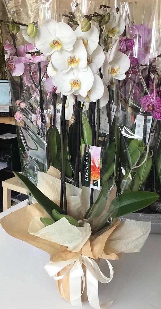 Orchid in decorative packaging