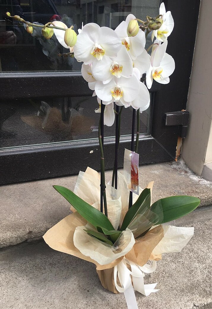 Orchid in decorative packaging