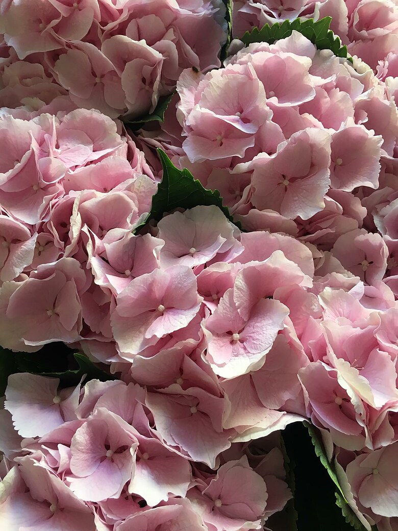 Pink hydrangeas close-up