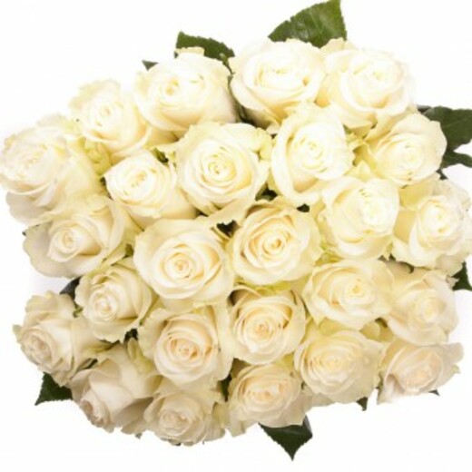 Baltas rozes