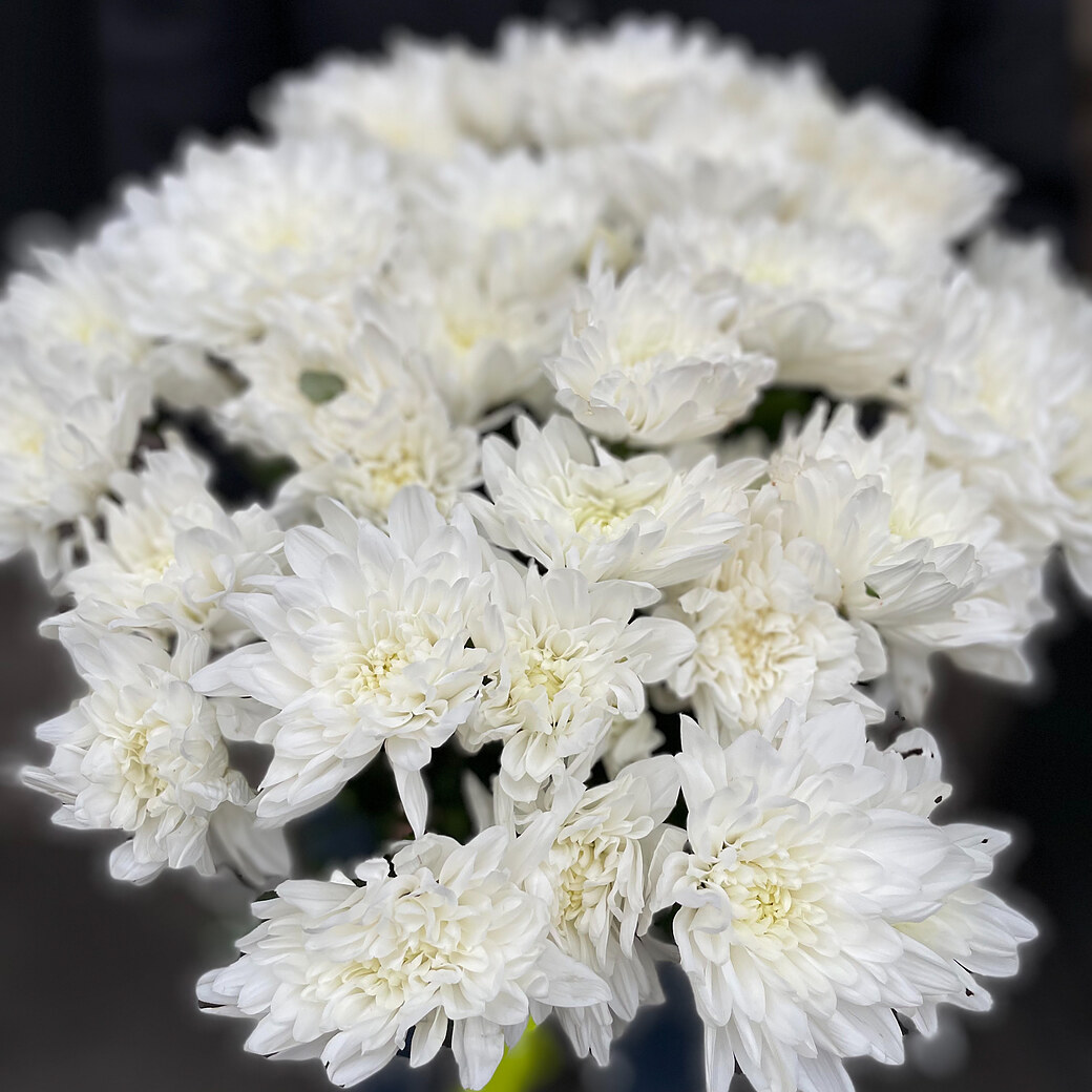 White chrysanthemum
