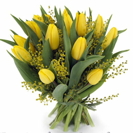 yellow tulips