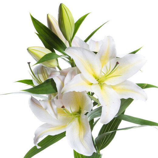 Baltas lilijas - burvīgi smaržojošas