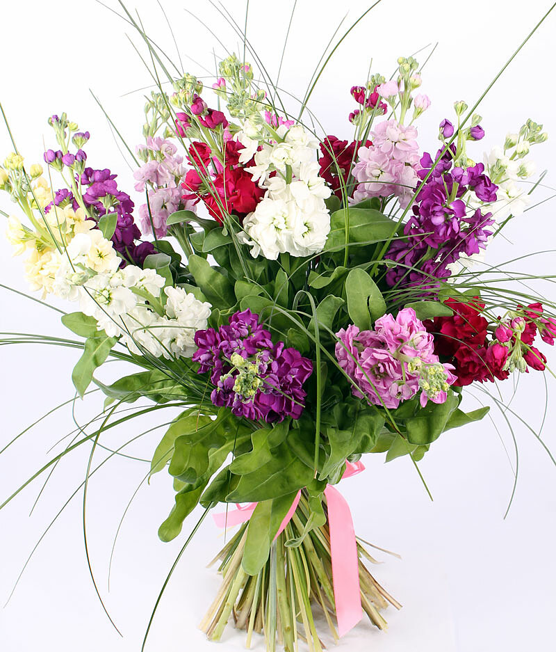 Matthiola, a bouquet of different colors