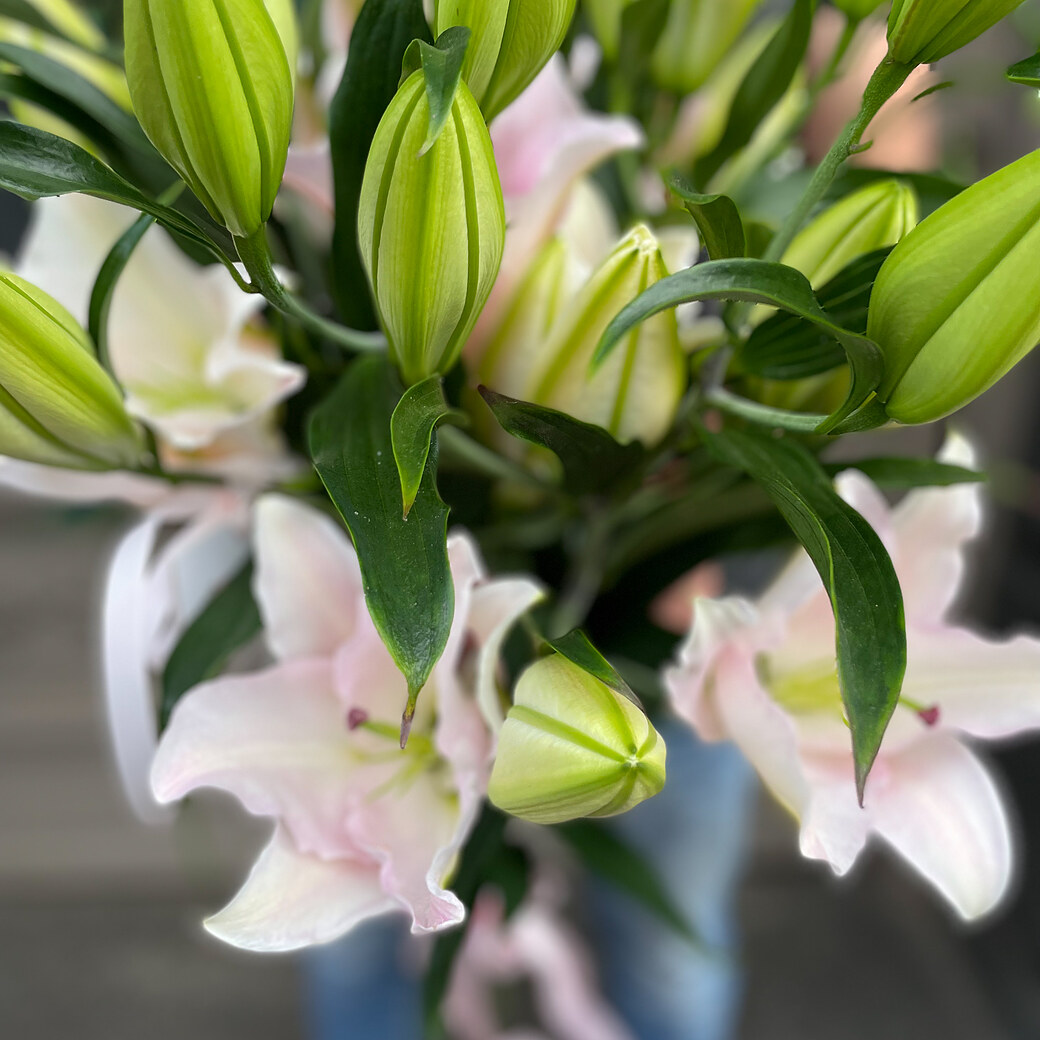 Soft pink lilies