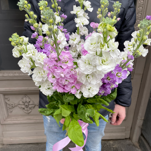 Matthiola, a bouquet of different colors