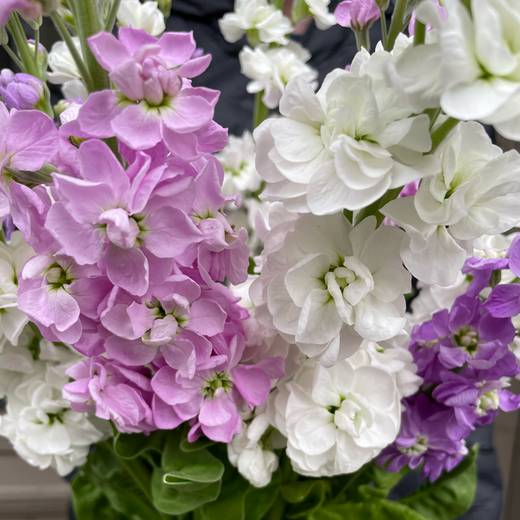 Matthiola, a bouquet of different colors