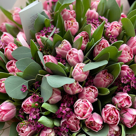 51 pink tulips with wax flower and eucalyptus