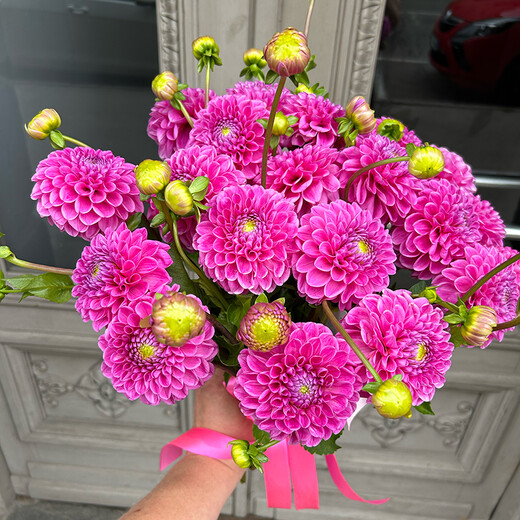Bouquet of pink dahlias