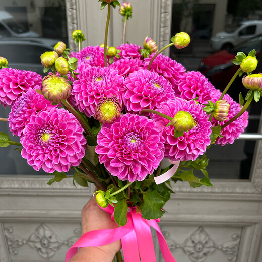 Bouquet of pink dahlias