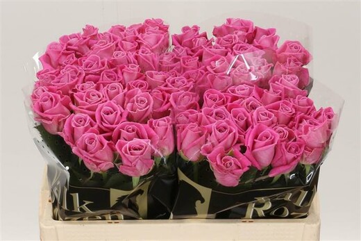 Roses Aqua
