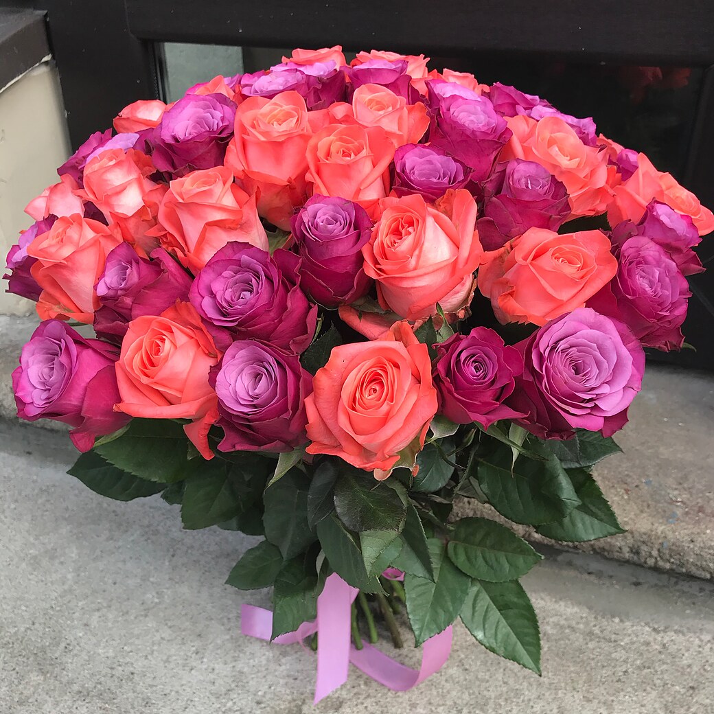 51 роза оранжево-розового и фиолетового цвета 