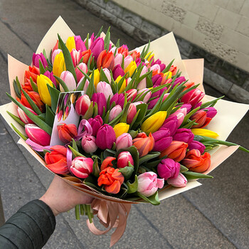 101 tulpe mix