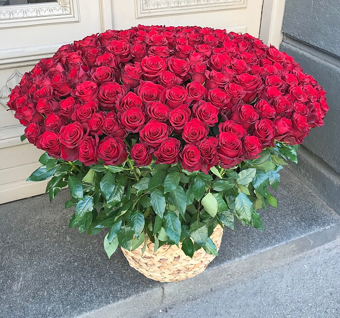 201 red rose