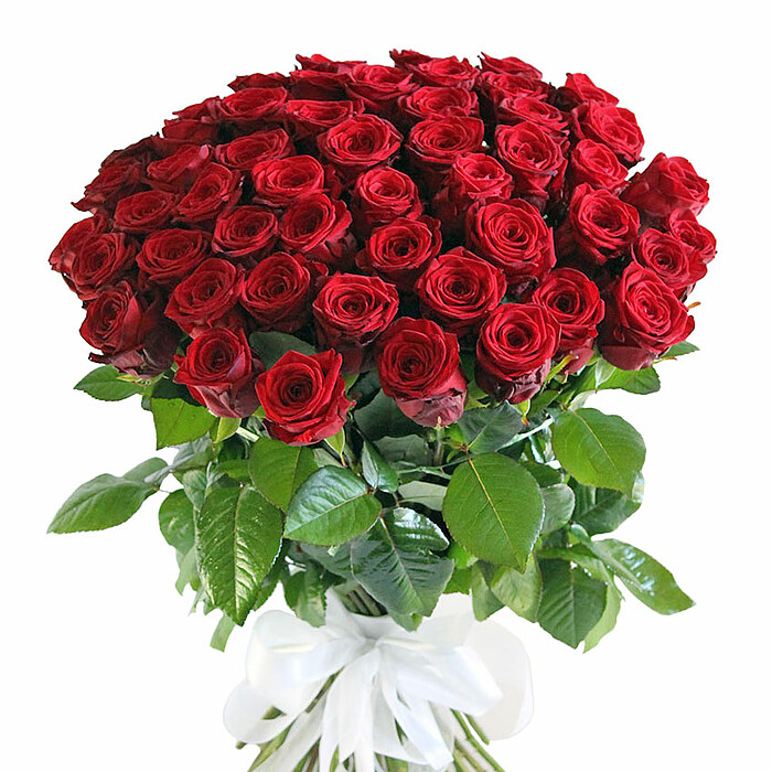 51 long, red premium rose 70 cm. 