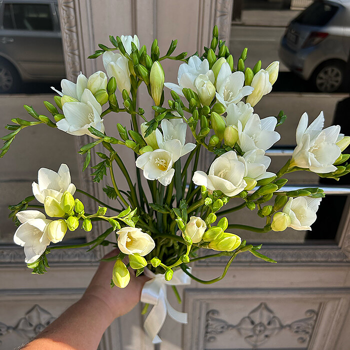 White freesia