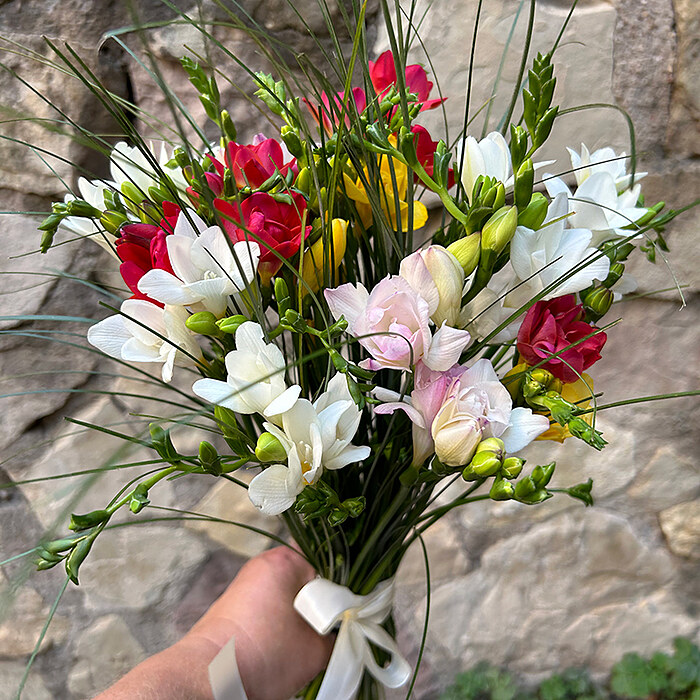 Freesia, different color mix