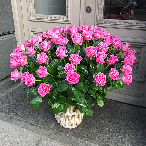 101 rozā roze grozā