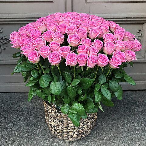 101 rozā roze grozā