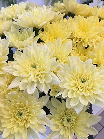 Yellow chrysanthemum