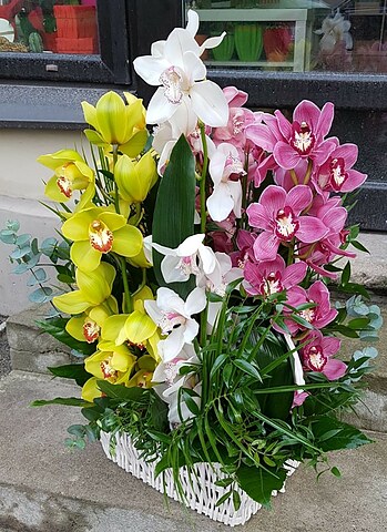 Orchid basket