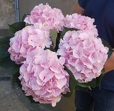 Pink hortensias