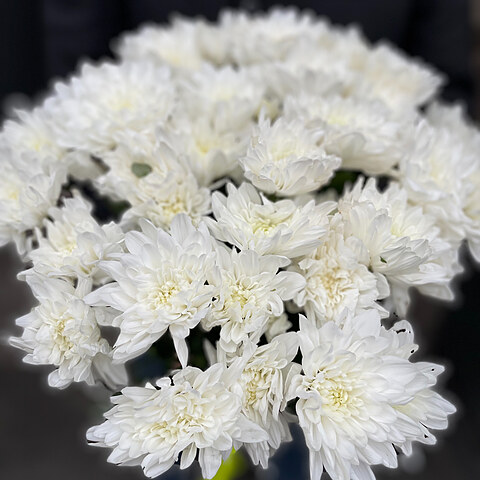 White chrysanthemum
