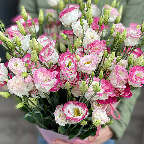 White lisantes with a pink border