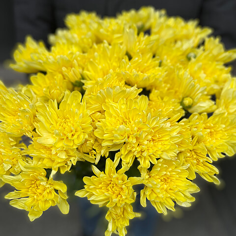 Yellow chrysanthemum