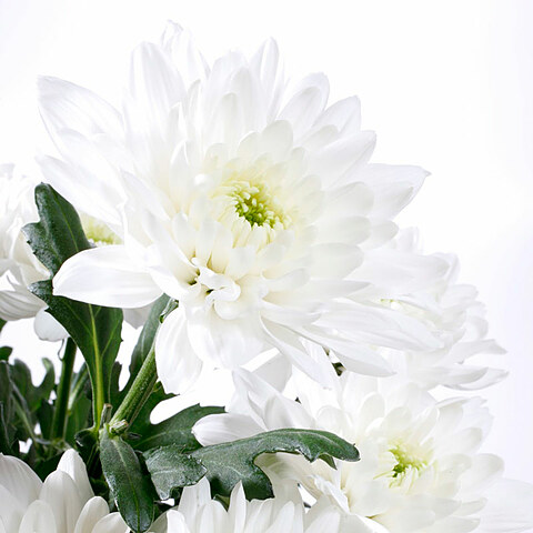White chrysanthemum